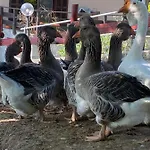 乡村民宿 Volta Farm *