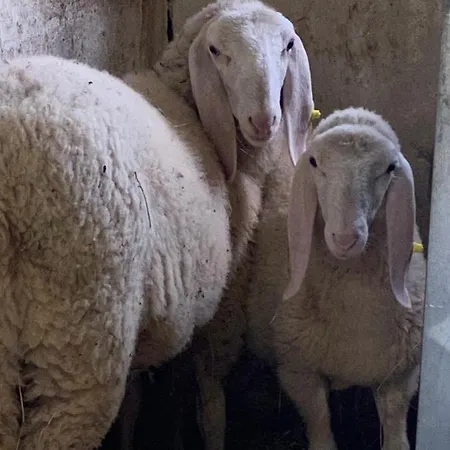 Landhuis Volta Farm *