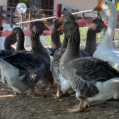 Venkovský dům Volta Farm *