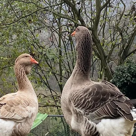 Εξοχικό σπίτι Volta Farm Brozolo