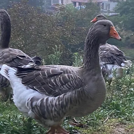 Volta Farm 乡村民宿 Brozolo